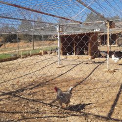 Alojamientos aves 2